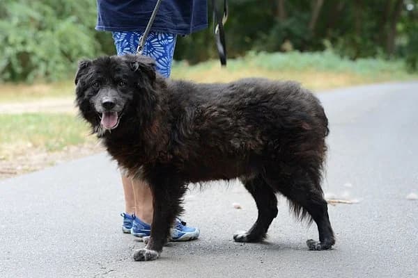 Tapingo, male senior Mixed Breed for adoption at Notfelle e.V., Hettstadt