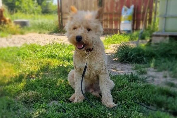 Teddy, male 4yo Mixed Breed for adoption at Notfelle e.V., Hettstadt