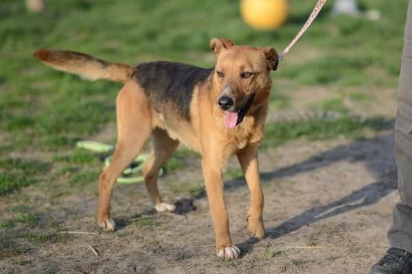 Steckbrief, male young Mixed Breed for adoption at Notfelle e.V., Hettstadt