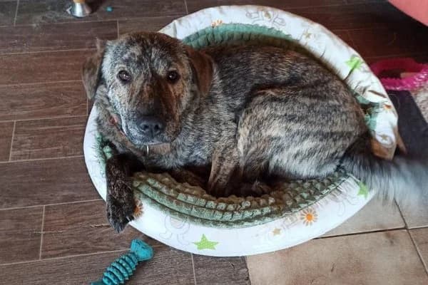 Steckbrief, male 5yo Mixed Breed for adoption at Notfelle e.V., Hettstadt