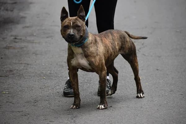 Steckbrief, male 5yo Pit Bull Terrier for adoption at Notfelle e.V., Hettstadt