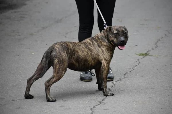 Steckbrief, female senior Pit Bull Terrier for adoption at Notfelle e.V., Hettstadt