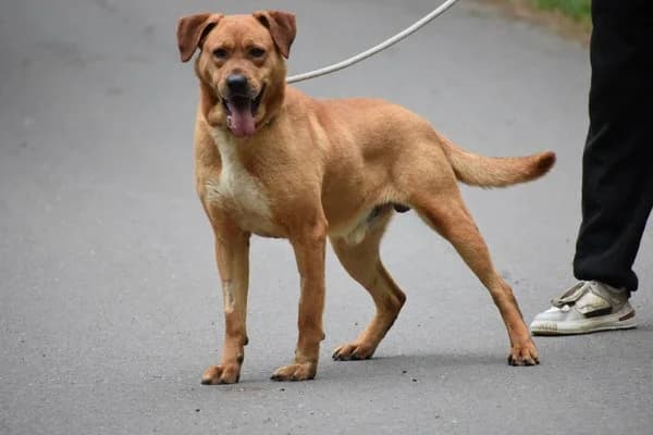 Vendel, male 5yo Labrador Retriever for adoption at Notfelle e.V., Hettstadt