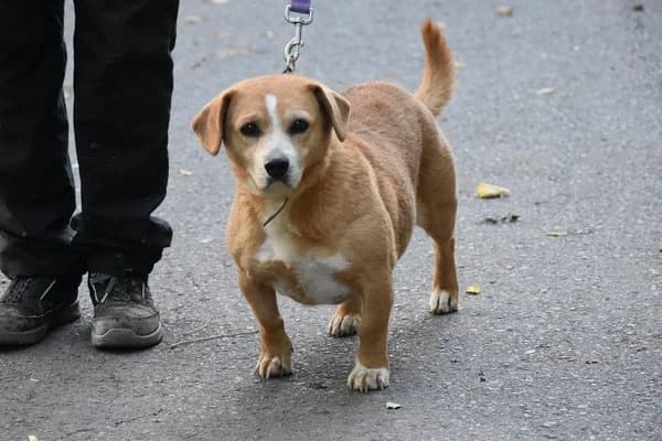 Steckbrief, female senior Mixed Breed for adoption at Notfelle e.V., Hettstadt