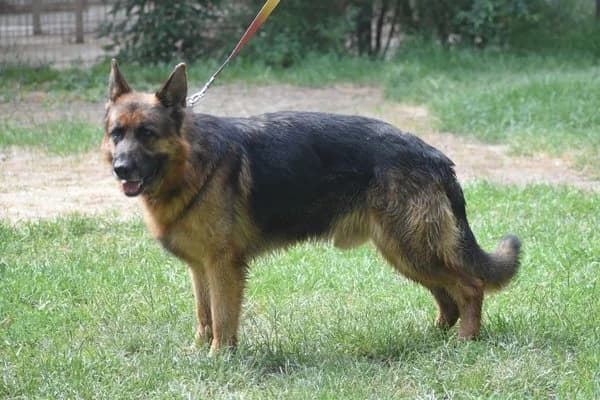 Winston, male 4yo German Shepherd for adoption at Notfelle e.V., Hettstadt