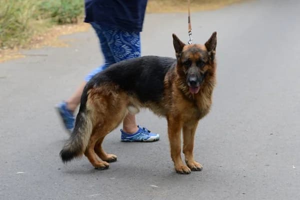 Winston, male 4yo German Shepherd for adoption at Notfelle e.V., Hettstadt