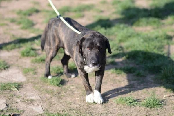 Steckbrief, male 5yo Mixed Breed for adoption at Notfelle e.V., Hettstadt