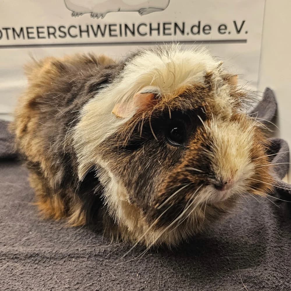 Tala, schwarz female 5yo Mixed Breed for adoption at NotMeerschweinchen e.V., Berlin