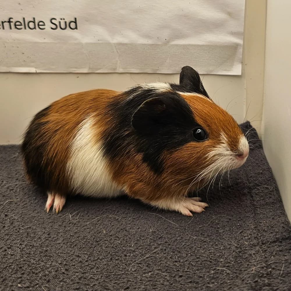 Aiden, schwarz male young Mixed Breed for adoption at NotMeerschweinchen e.V., Berlin