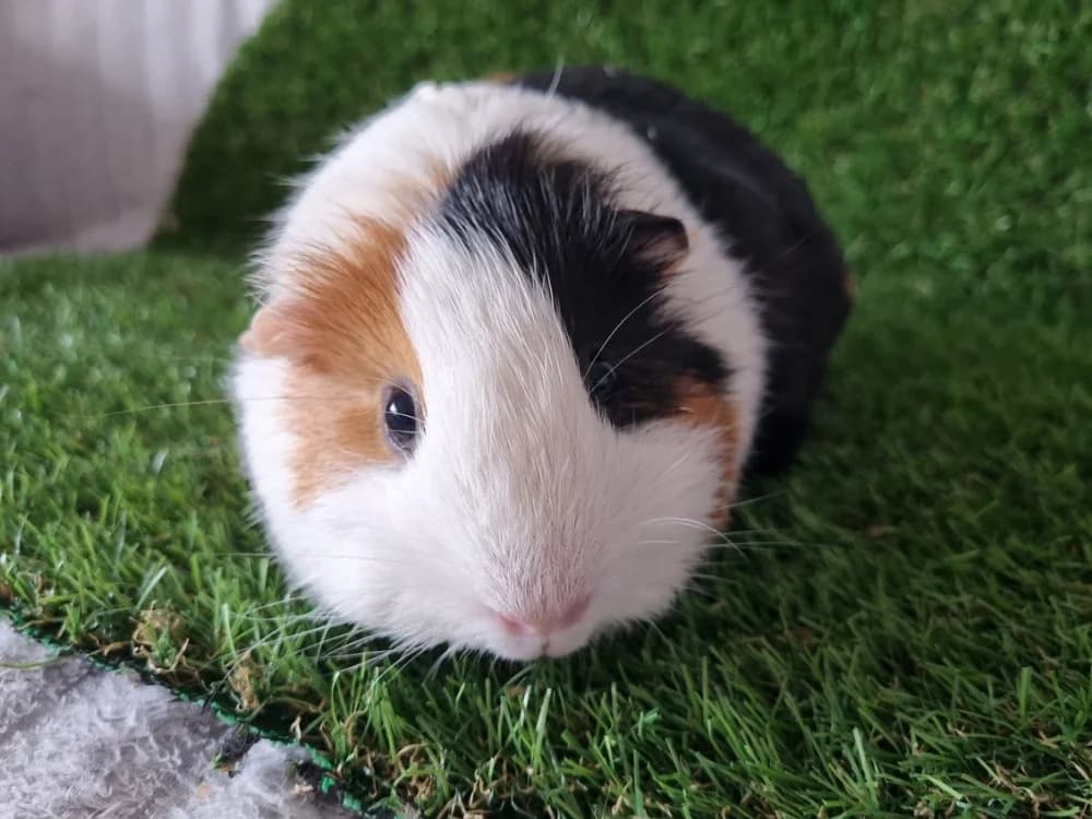 Spezi, schwarz male 3yo Mixed Breed for adoption at NotMeerschweinchen e.V., Berlin