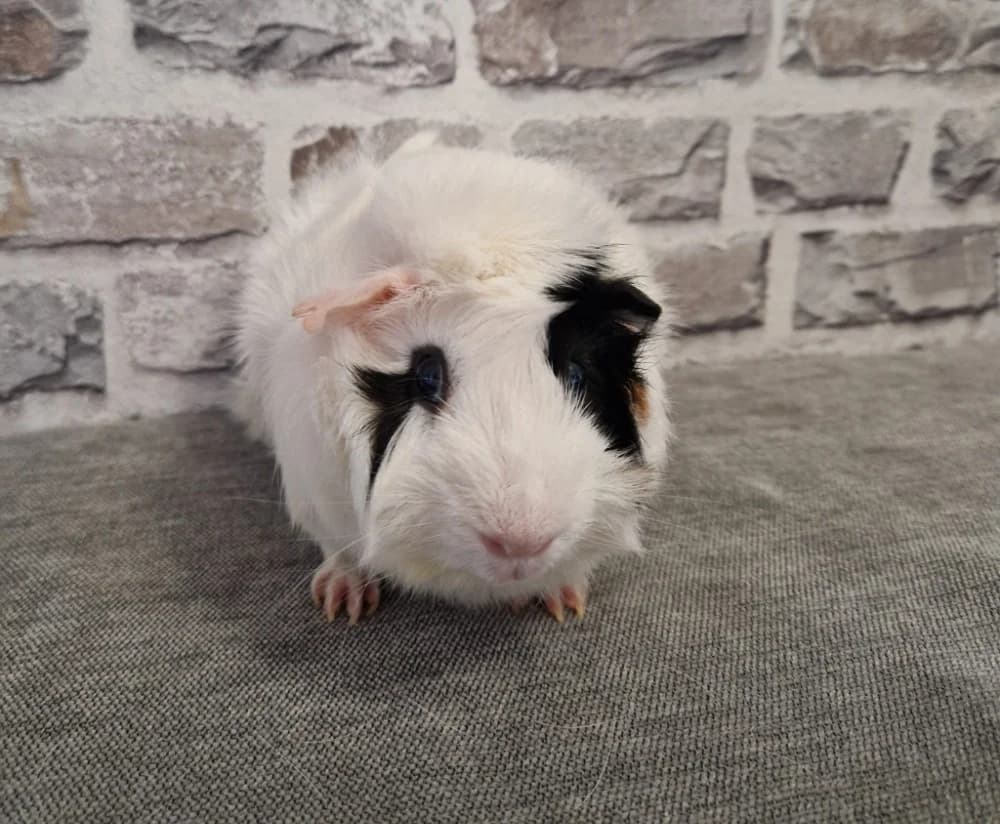 Rocky, male young Mixed Breed for adoption at NotMeerschweinchen e.V., Berlin