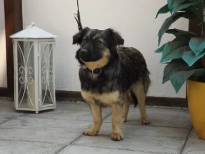 Cory, Mixed Breed for adoption at Tierschutzverein Nürtingen-Frickenhausen