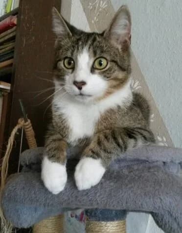 Toni, 4yo Mixed Breed for adoption at Netzwerk Tierschutz Jüterbog/Niedergörsdorf e.V.
