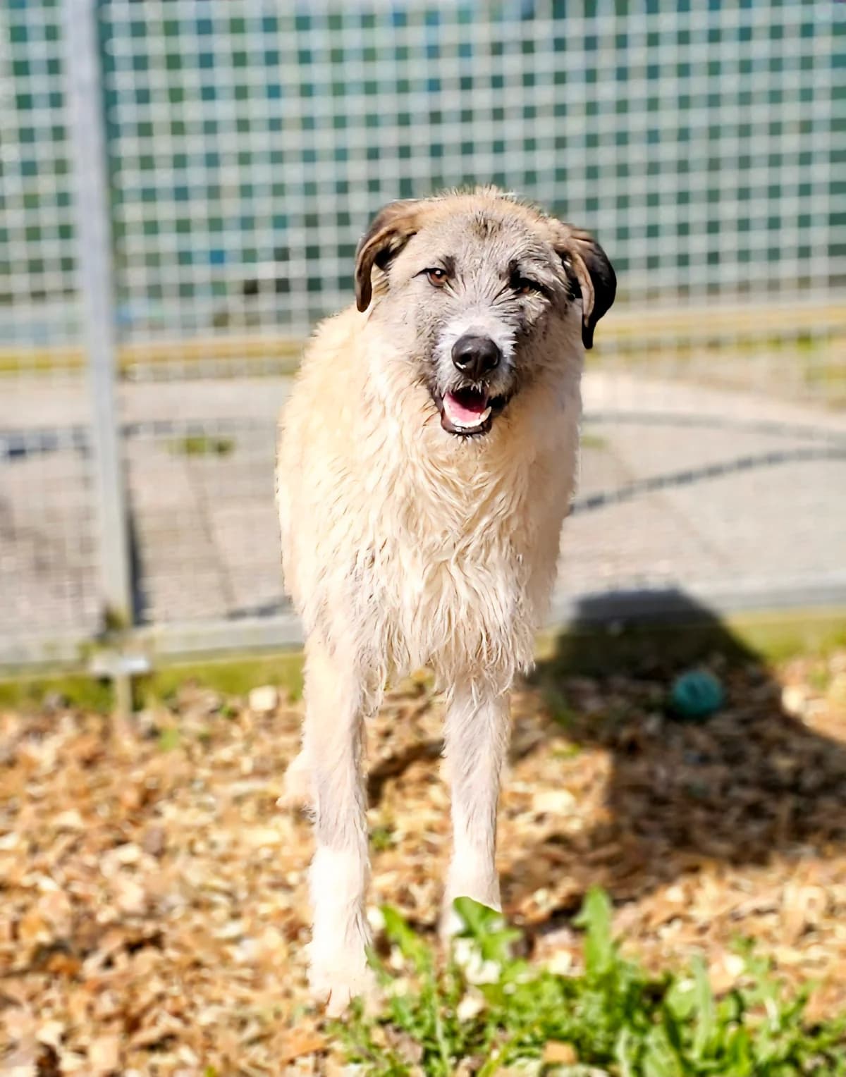 Henry, Mixed Breed for adoption at Tierschutzverein Odenwald e.V.