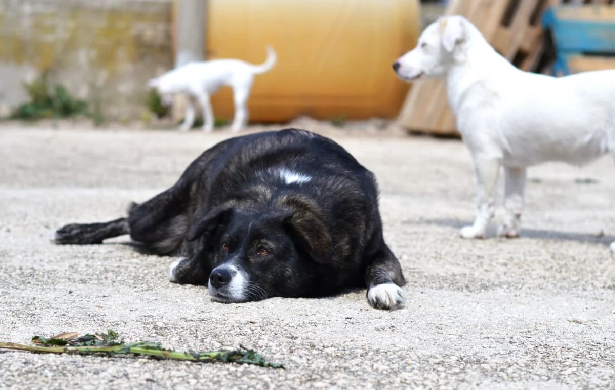 Agapi, female 3yo Mixed Breed for adoption at Paradies für Tiere e.V., Reutlingen