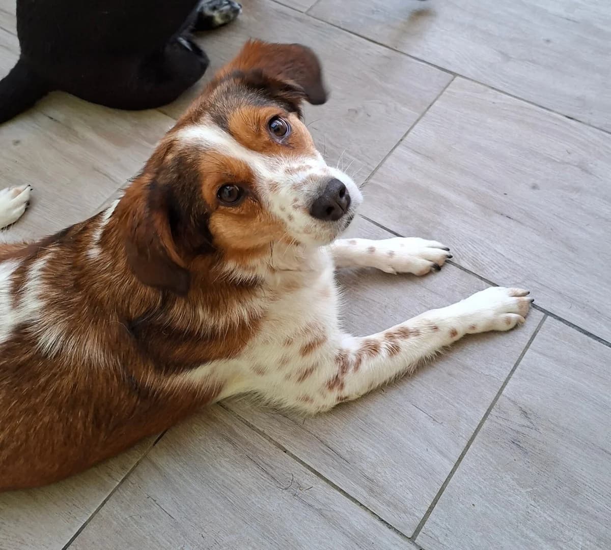 Babette, female puppy Mixed Breed for adoption at Paradies für Tiere e.V., Reutlingen