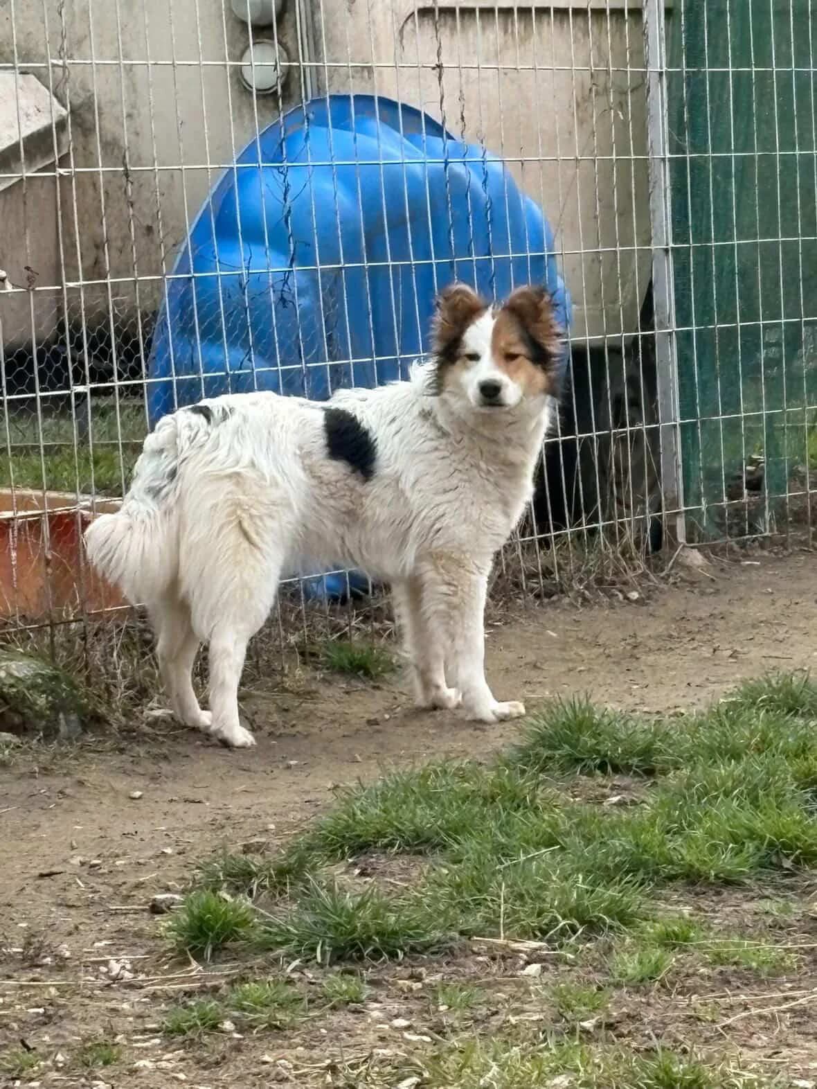 Babi, female puppy Mixed Breed for adoption at Paradies für Tiere e.V., Reutlingen