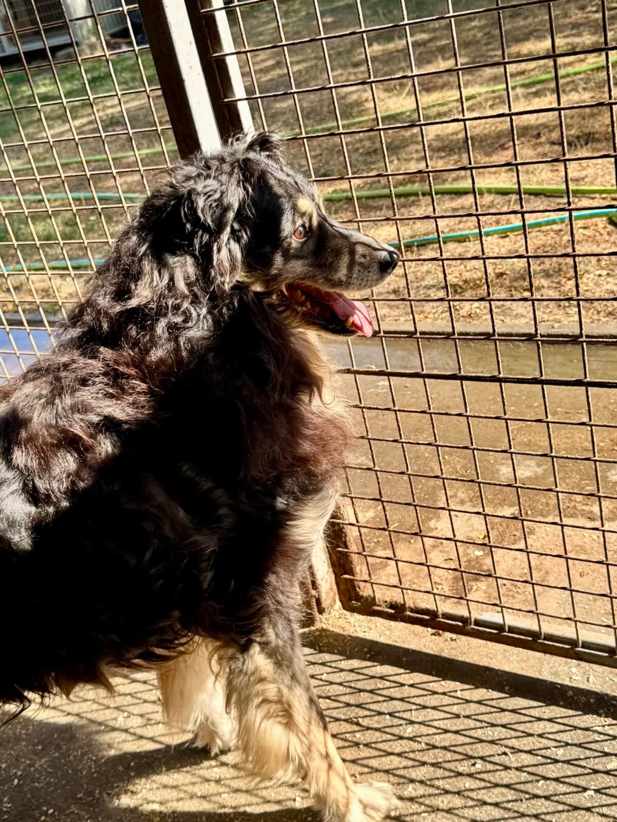 Carbon, male puppy Mixed Breed for adoption at Paradies für Tiere e.V., Reutlingen