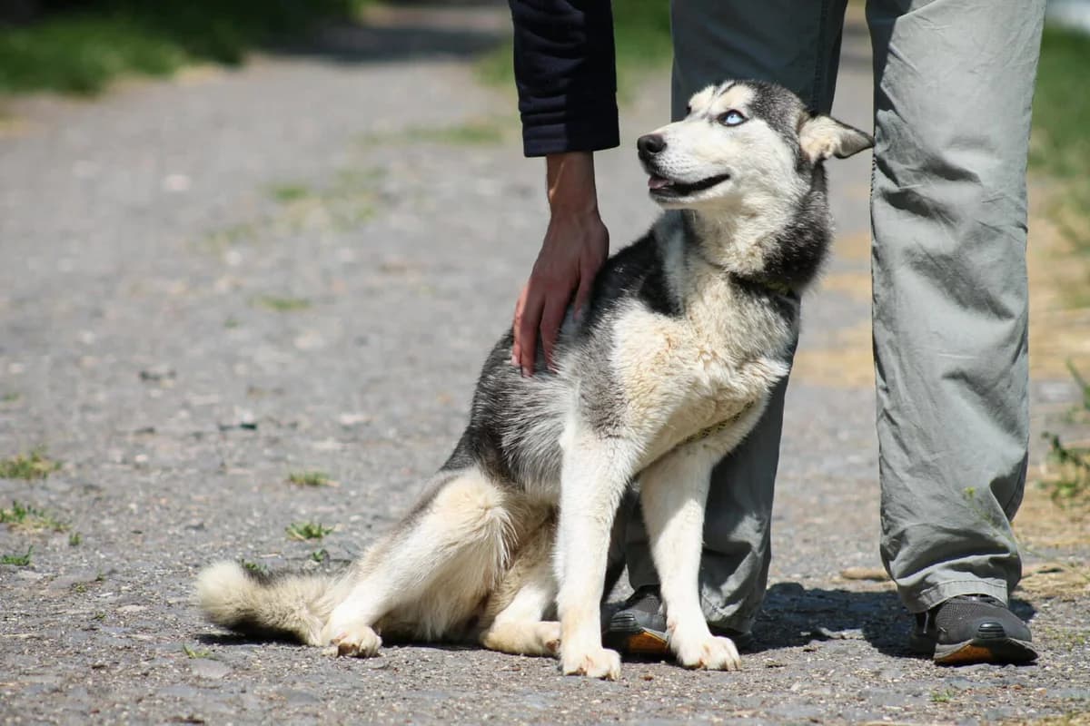 Celine, female young Husky for adoption at Paradies für Tiere e.V., Reutlingen