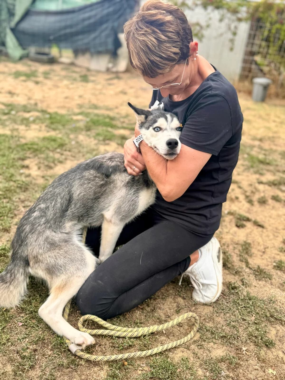 Celine, female young Husky for adoption at Paradies für Tiere e.V., Reutlingen