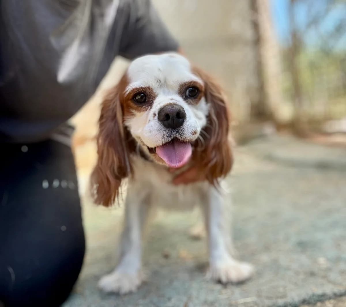 Chester, male 4yo Cavalier King Charles Spaniel for adoption at Paradies für Tiere e.V., Reutlingen
