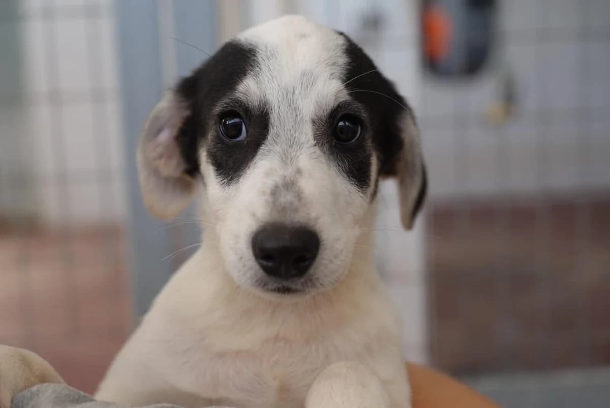 Cosmo, male puppy Mixed Breed for adoption at Paradies für Tiere e.V., Reutlingen