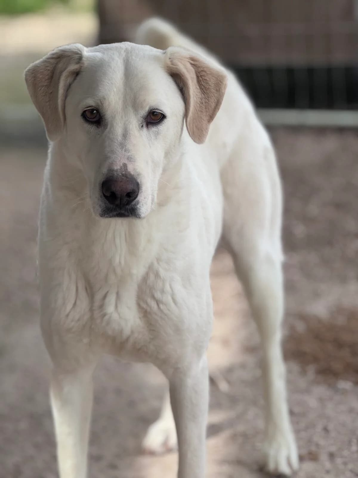 Dimi, male senior Mixed Breed for adoption at Paradies für Tiere e.V., Reutlingen