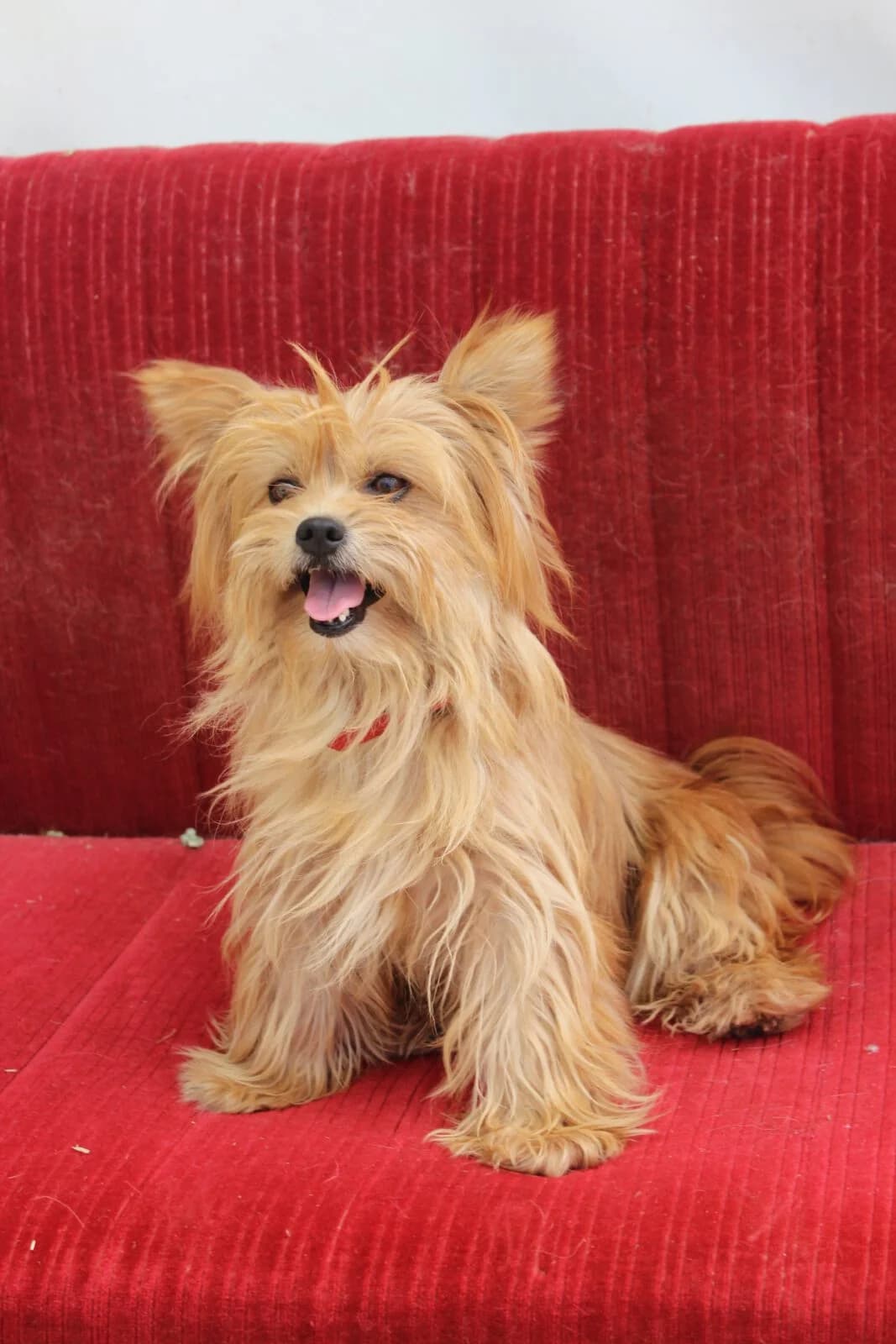 Dolce, female Yorkshire Terrier for adoption at Paradies für Tiere e.V., Reutlingen