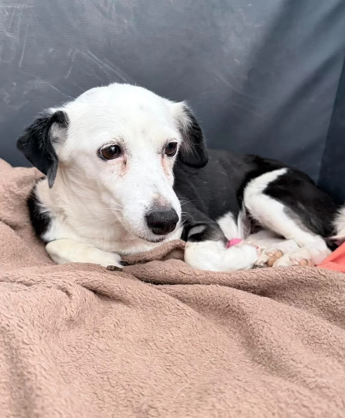 Erika, female 7yo Mixed Breed for adoption at Paradies für Tiere e.V., Reutlingen