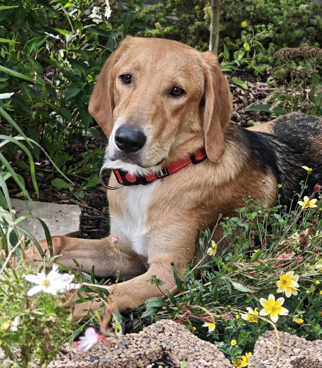 Frieda, female young Mixed Breed for adoption at Paradies für Tiere e.V., Reutlingen