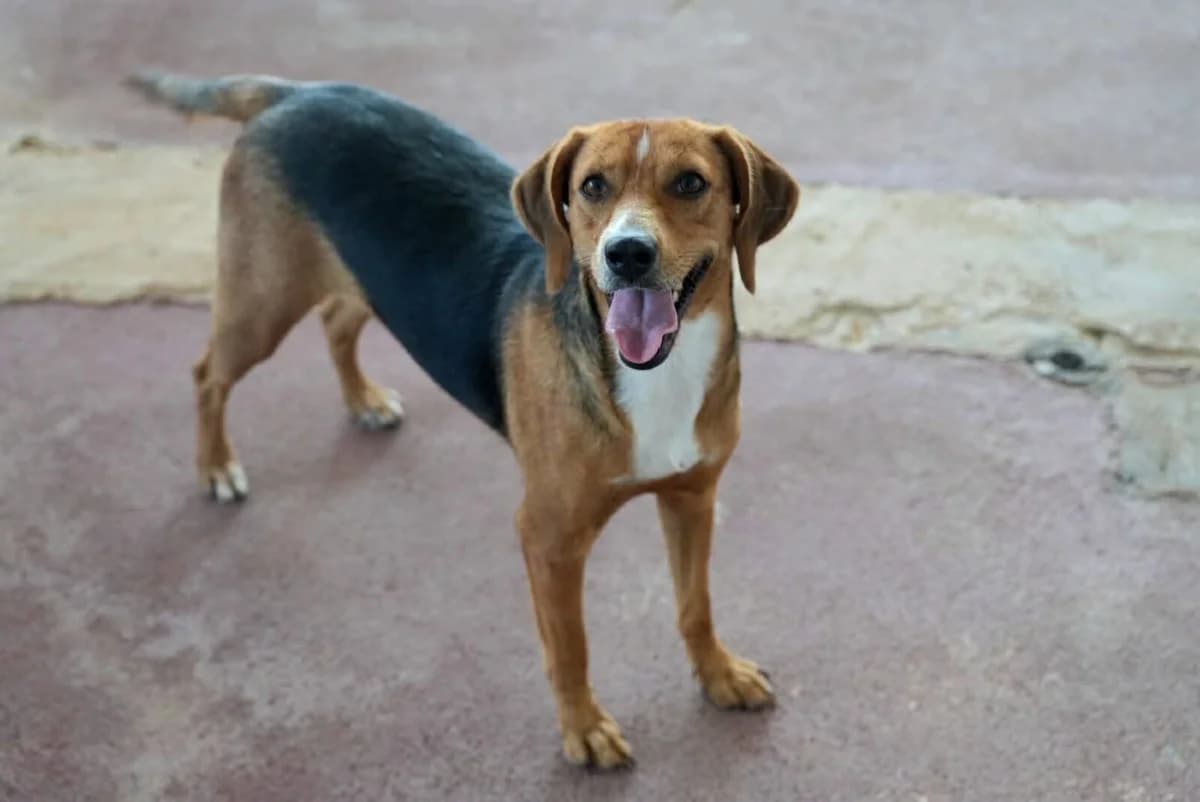 Gamma, female Mixed Breed for adoption at Paradies für Tiere e.V., Reutlingen