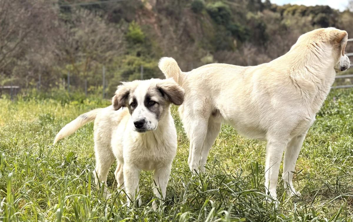 Hermine, female puppy Mixed Breed for adoption at Paradies für Tiere e.V., Reutlingen