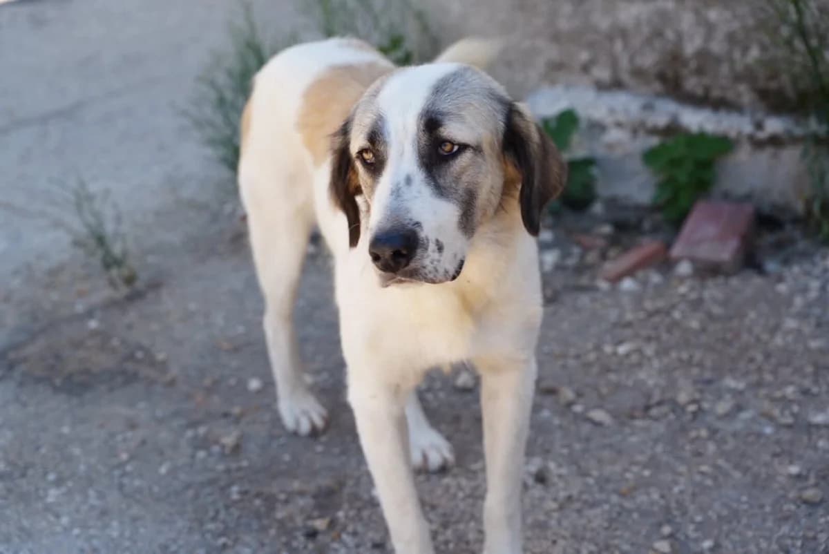 Hermine, female young Mixed Breed for adoption at Paradies für Tiere e.V., Reutlingen