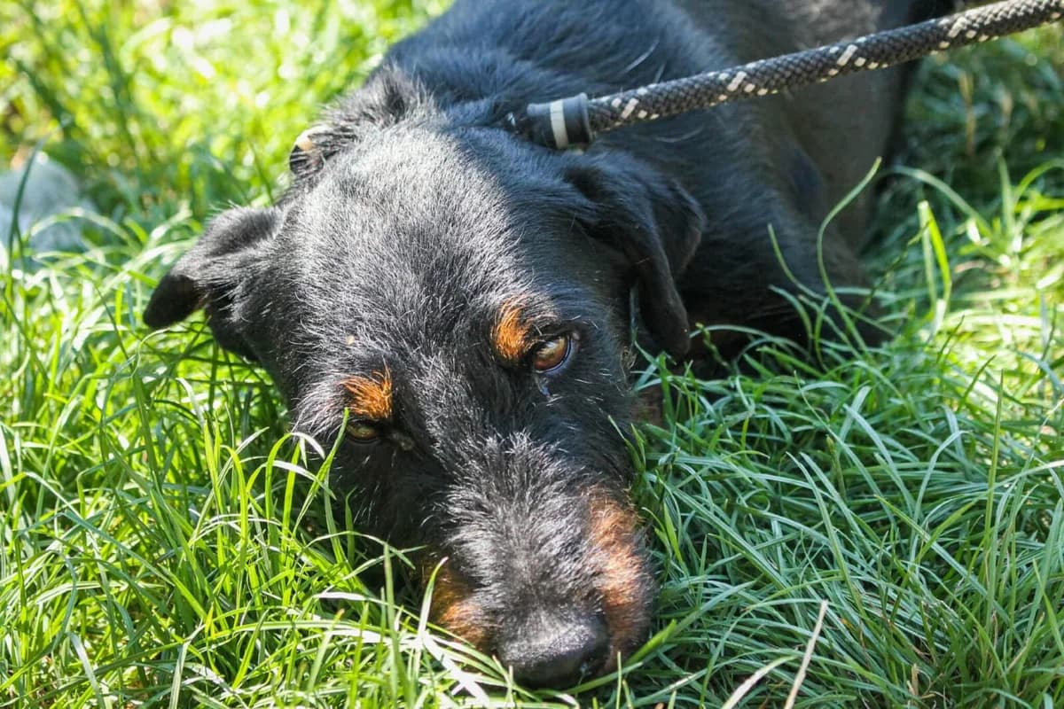 Jericho, male young mixed breed for adoption at Paradies für Tiere e.V., Reutlingen