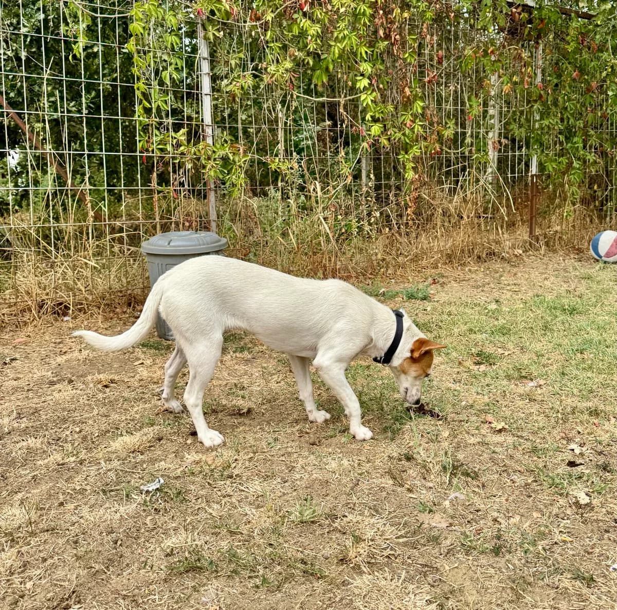 Kamilla, weiß female young Mixed Breed for adoption at Paradies für Tiere e.V., Reutlingen