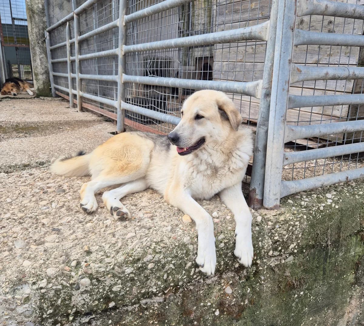 Kirk, male young German Shepherd for adoption at Paradies für Tiere e.V., Reutlingen