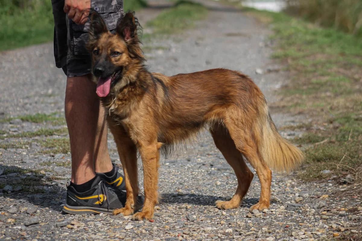 Kislány, braun female young Mixed Breed for adoption at Paradies für Tiere e.V., Reutlingen