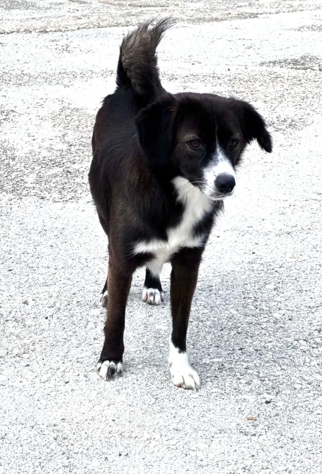 Kleo, female puppy Mixed Breed for adoption at Paradies für Tiere e.V., Reutlingen