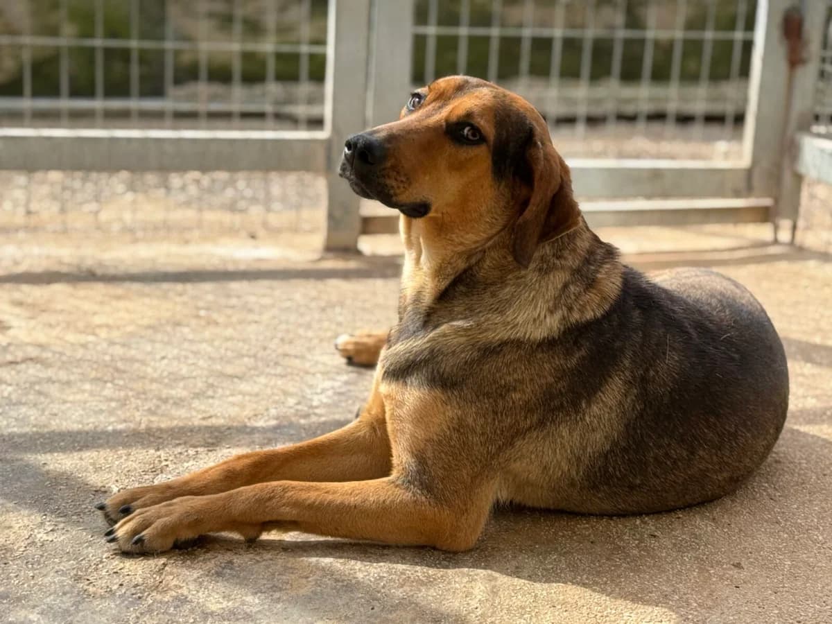 Leika, female young Mixed Breed for adoption at Paradies für Tiere e.V., Reutlingen