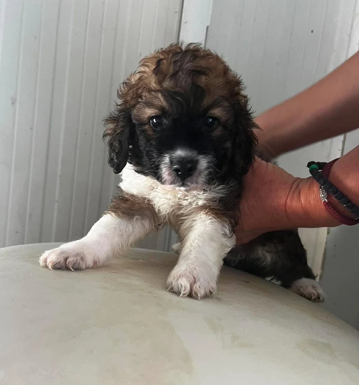 Lenny, male puppy Mixed Breed for adoption at Paradies für Tiere e.V., Reutlingen