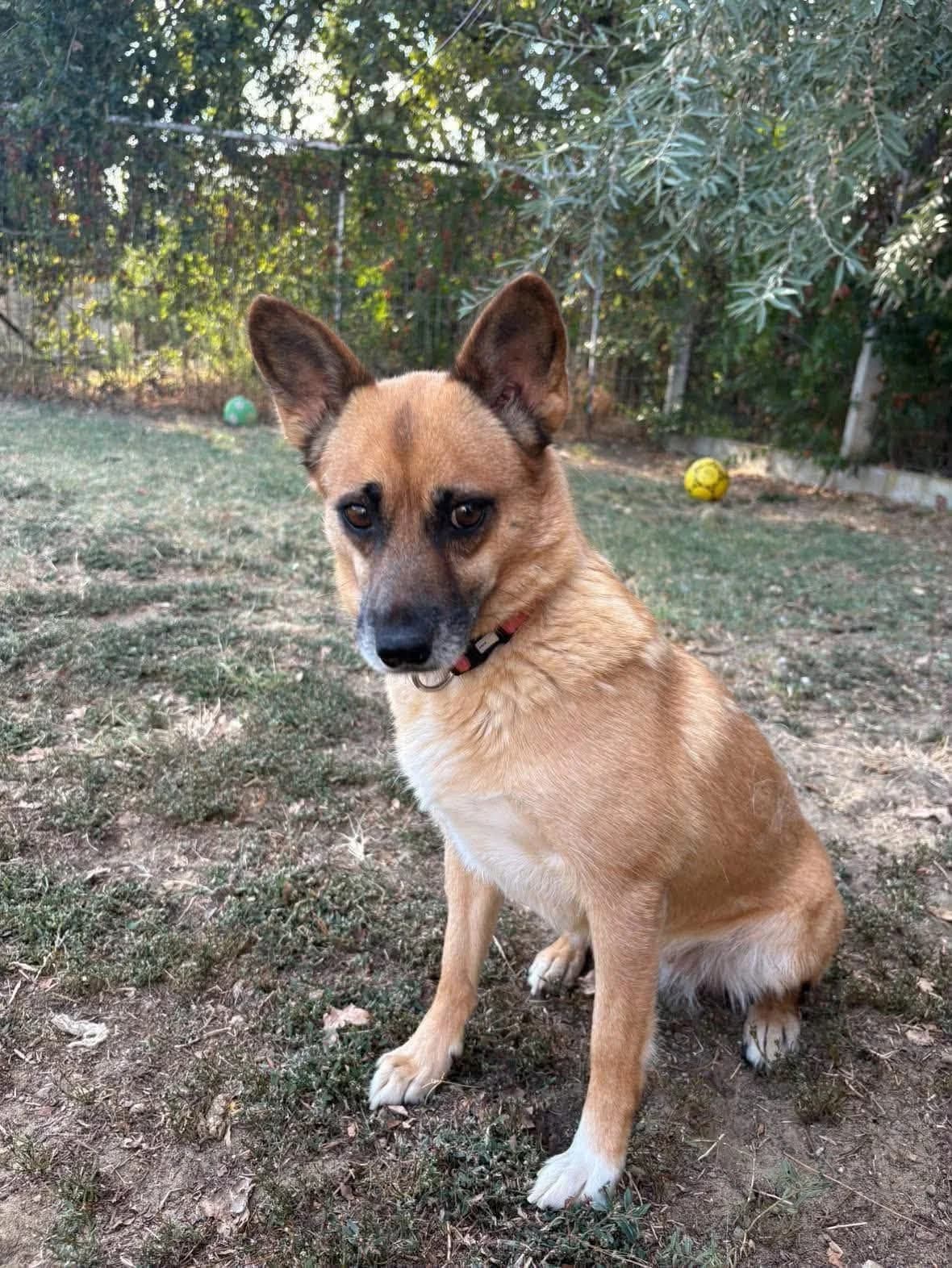 Mammer, female young Mixed Breed for adoption at Paradies für Tiere e.V., Reutlingen