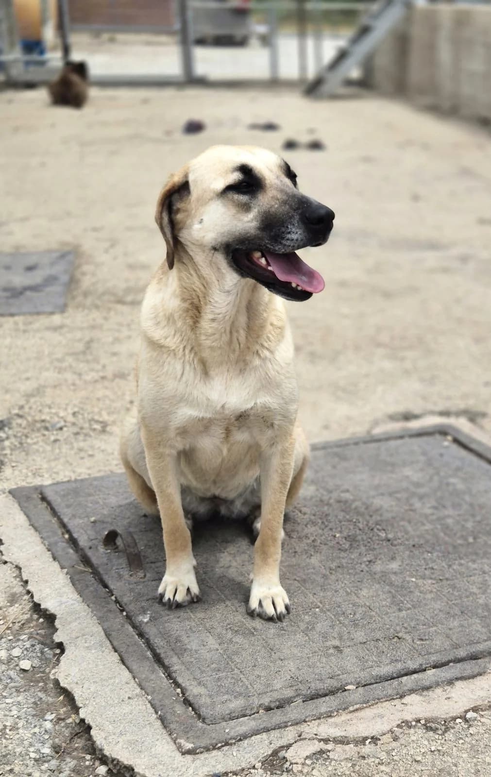 Mira, female 3yo Mixed Breed for adoption at Paradies für Tiere e.V., Reutlingen
