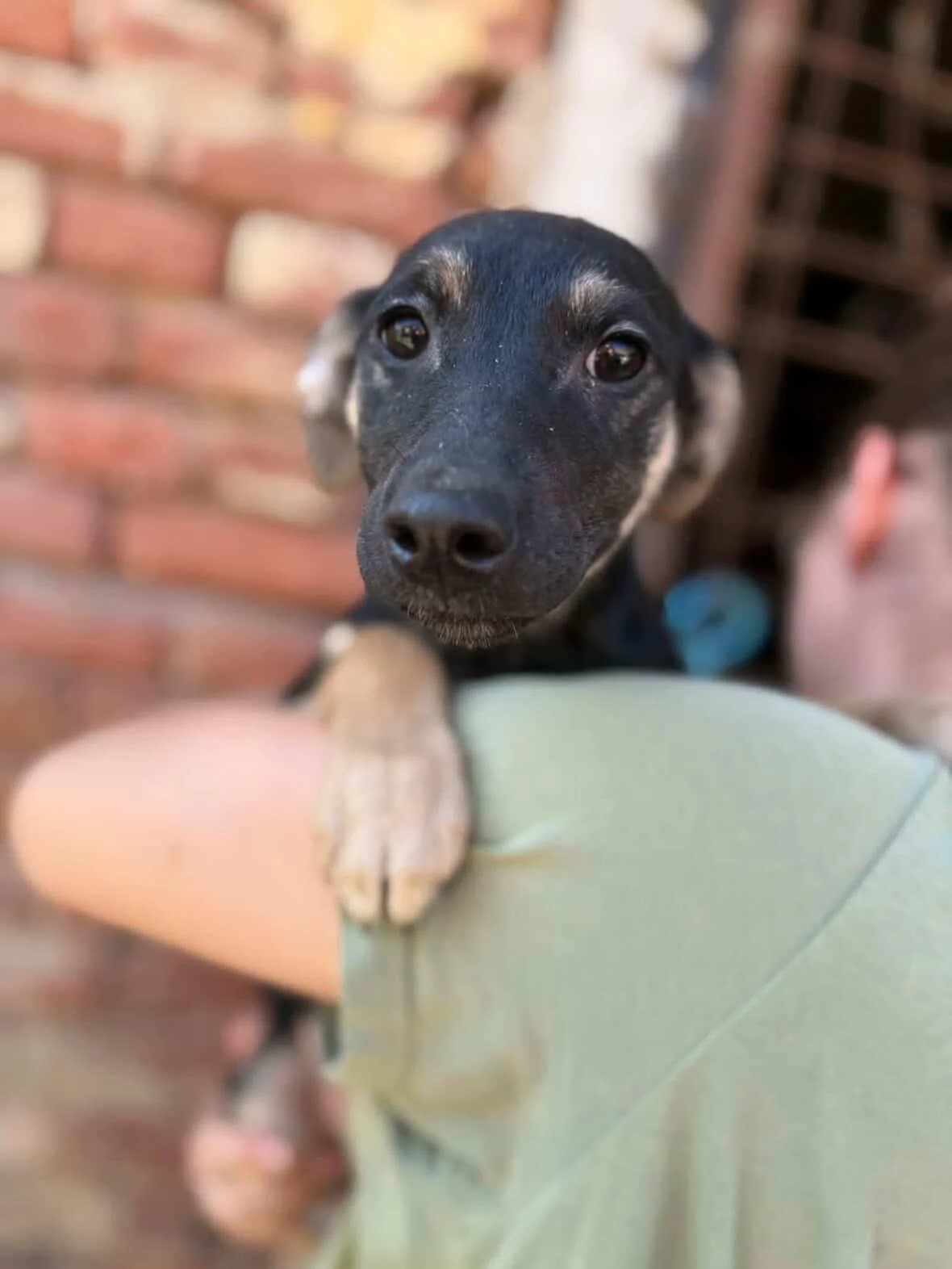 Moha, male puppy Mixed Breed for adoption at Paradies für Tiere e.V., Reutlingen