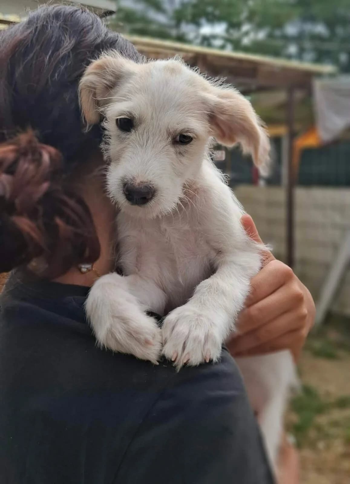 Molly, female puppy Mixed Breed for adoption at Paradies für Tiere e.V., Reutlingen