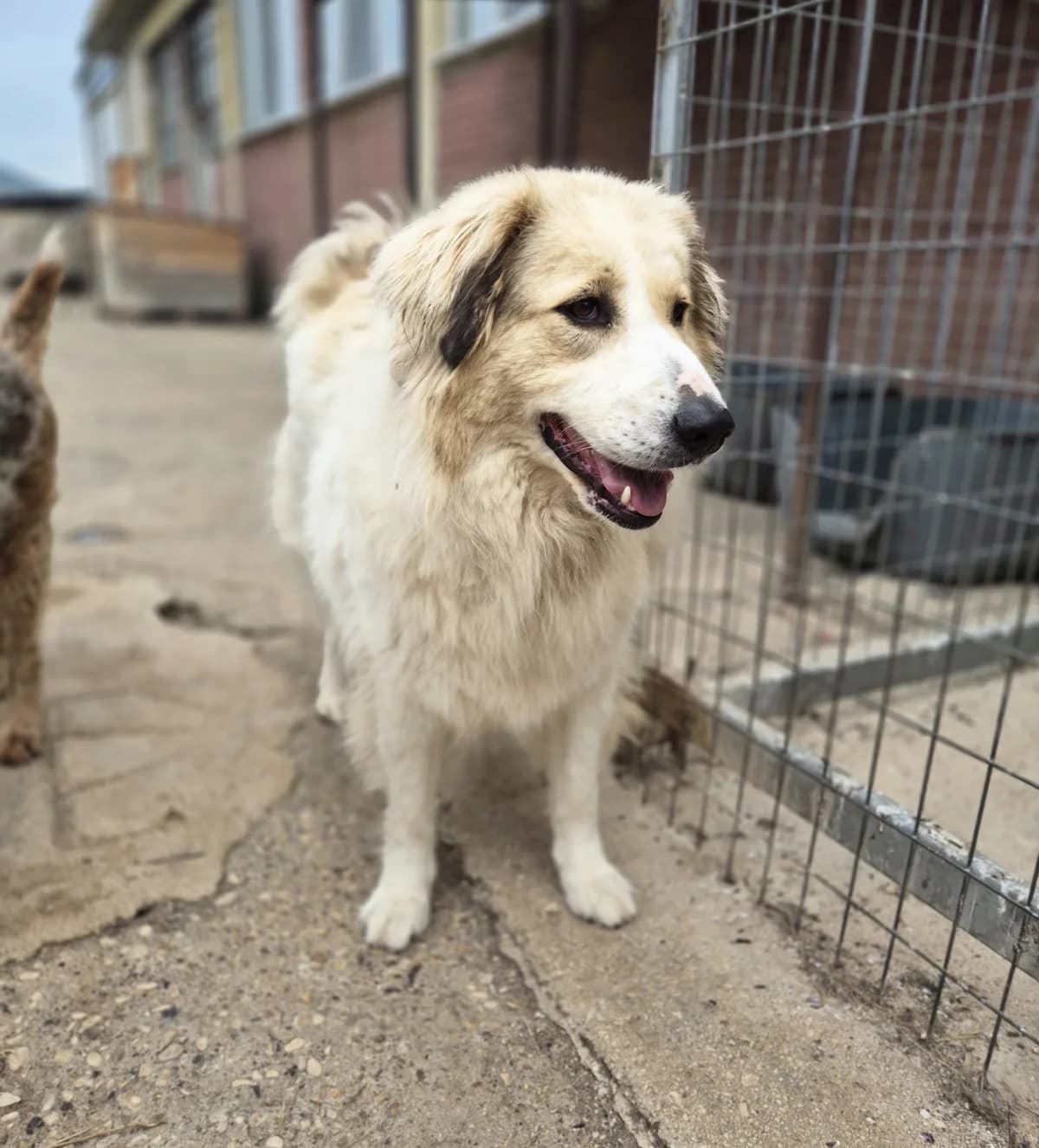Mona, female 4yo German Shepherd for adoption at Paradies für Tiere e.V., Reutlingen