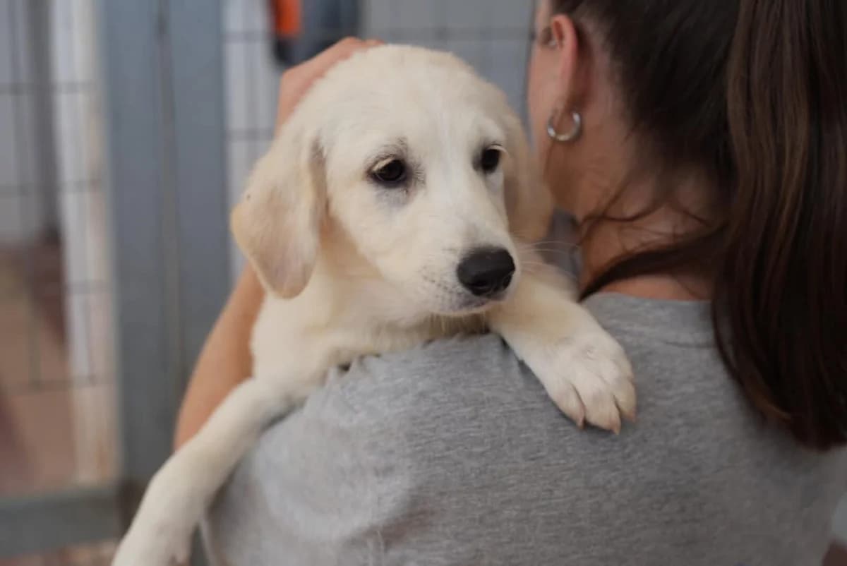 Nala, golden female puppy Mixed Breed for adoption at Paradies für Tiere e.V., Reutlingen