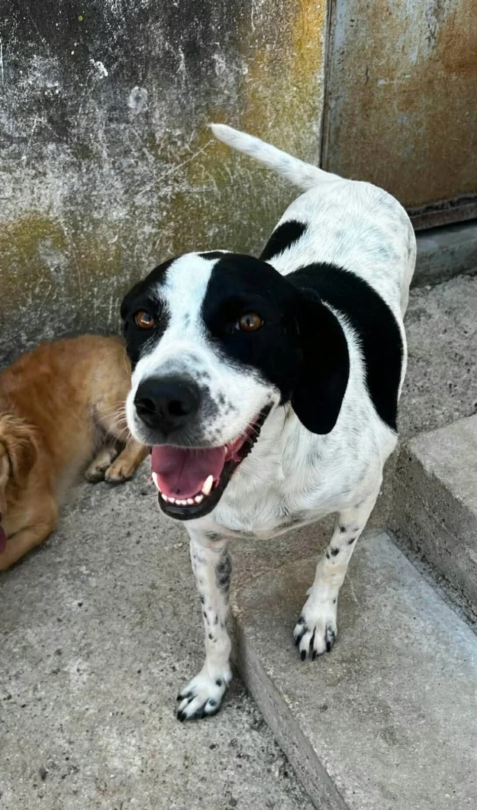 Nea, female 6yo Mixed Breed for adoption at Paradies für Tiere e.V., Reutlingen