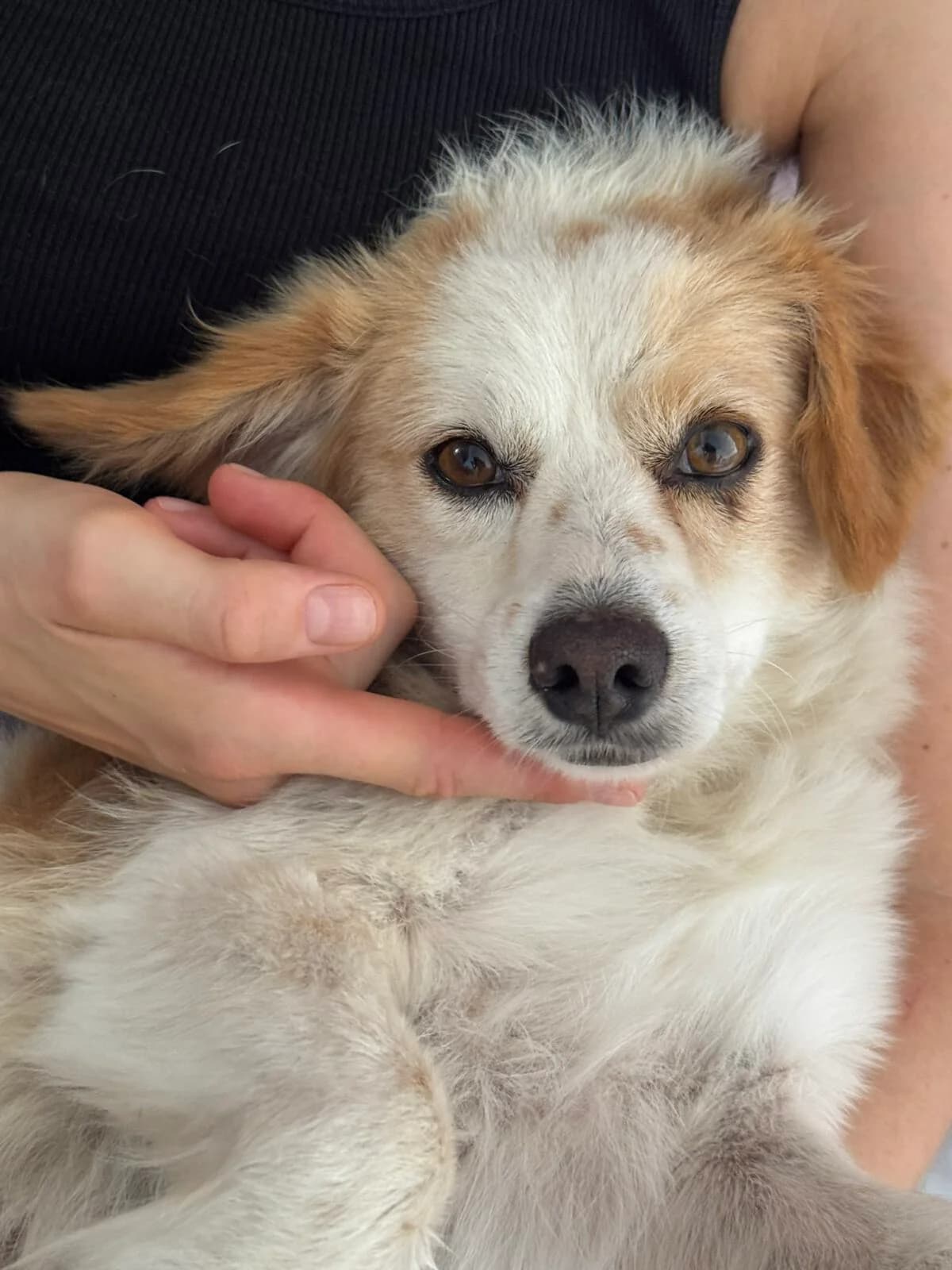 Rami, male 3yo mixed breed for adoption at Paradies für Tiere e.V., Reutlingen