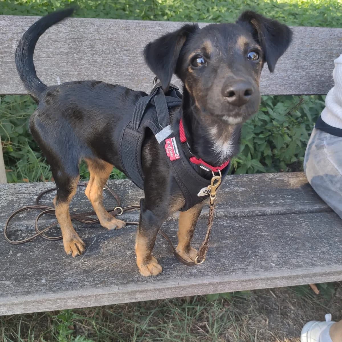 Ribi, female Mixed Breed for adoption at Paradies für Tiere e.V., Reutlingen