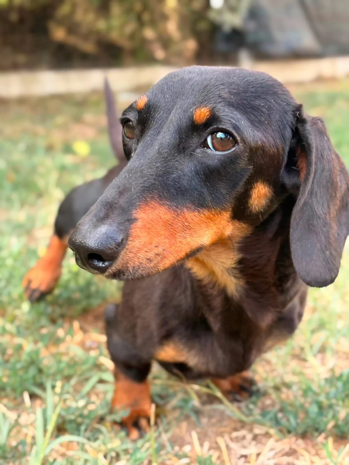 Simon, male Dachshund for adoption at Paradies für Tiere e.V., Reutlingen